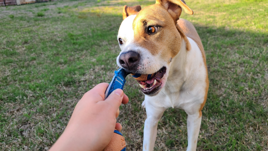 De Belangrijkste Voordelen van Kauwspeeltjes