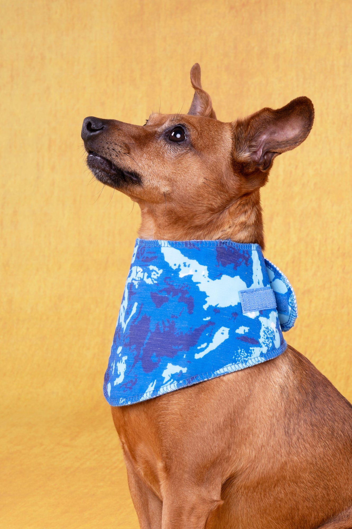 Flamingo Fresk Vrio - Koelbandana Honden - Koelbandana Fresk Vrio Blauw