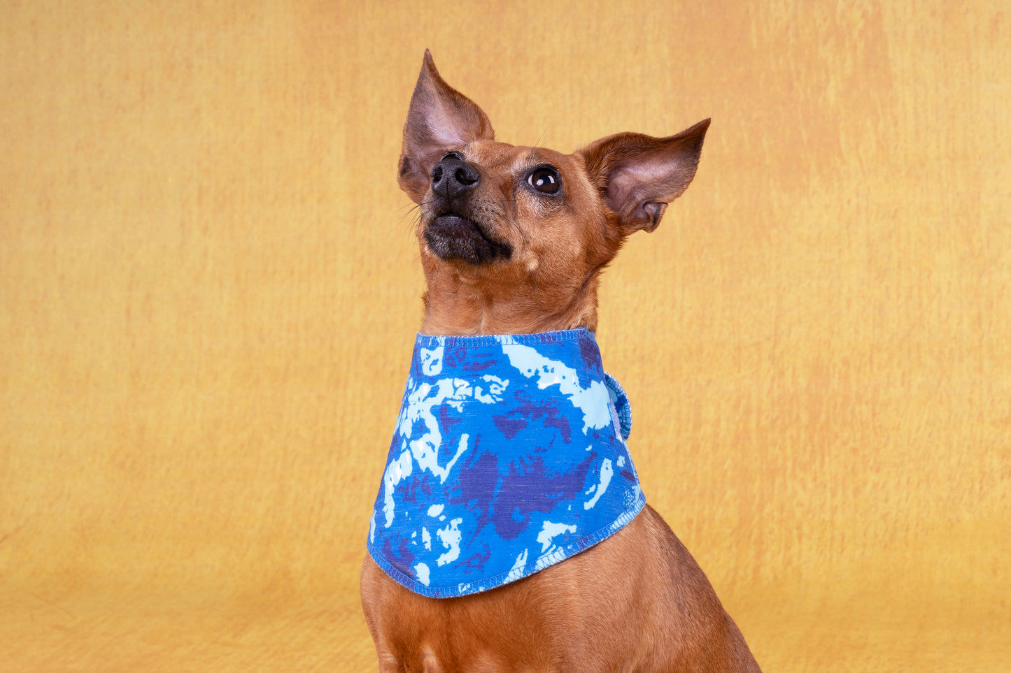 Flamingo Fresk Vrio - Koelbandana Honden - Koelbandana Fresk Vrio Blauw