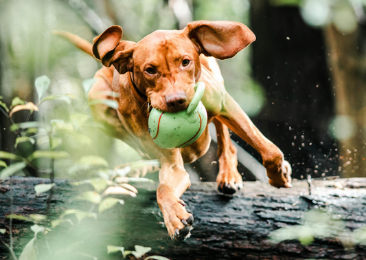 De Beste Speeltjes voor een Gelukkige en Gezonde Hond