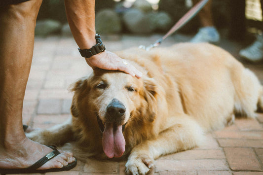 De Band tussen Hond en Baas Versterken: Hoe Bouw Je een Diepere Relatie Op?