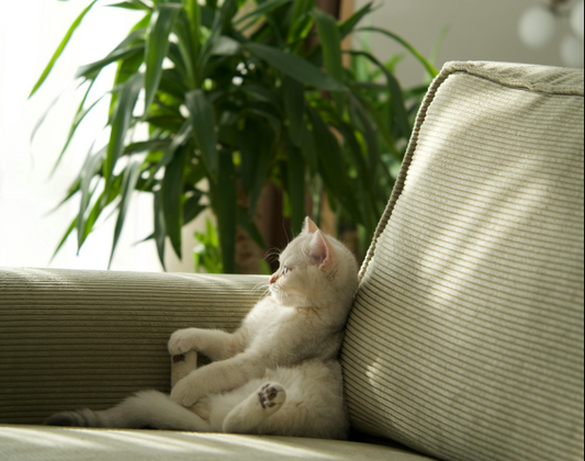 De leukste manieren om je hond of kat bezig te houden als je niet thuis ben