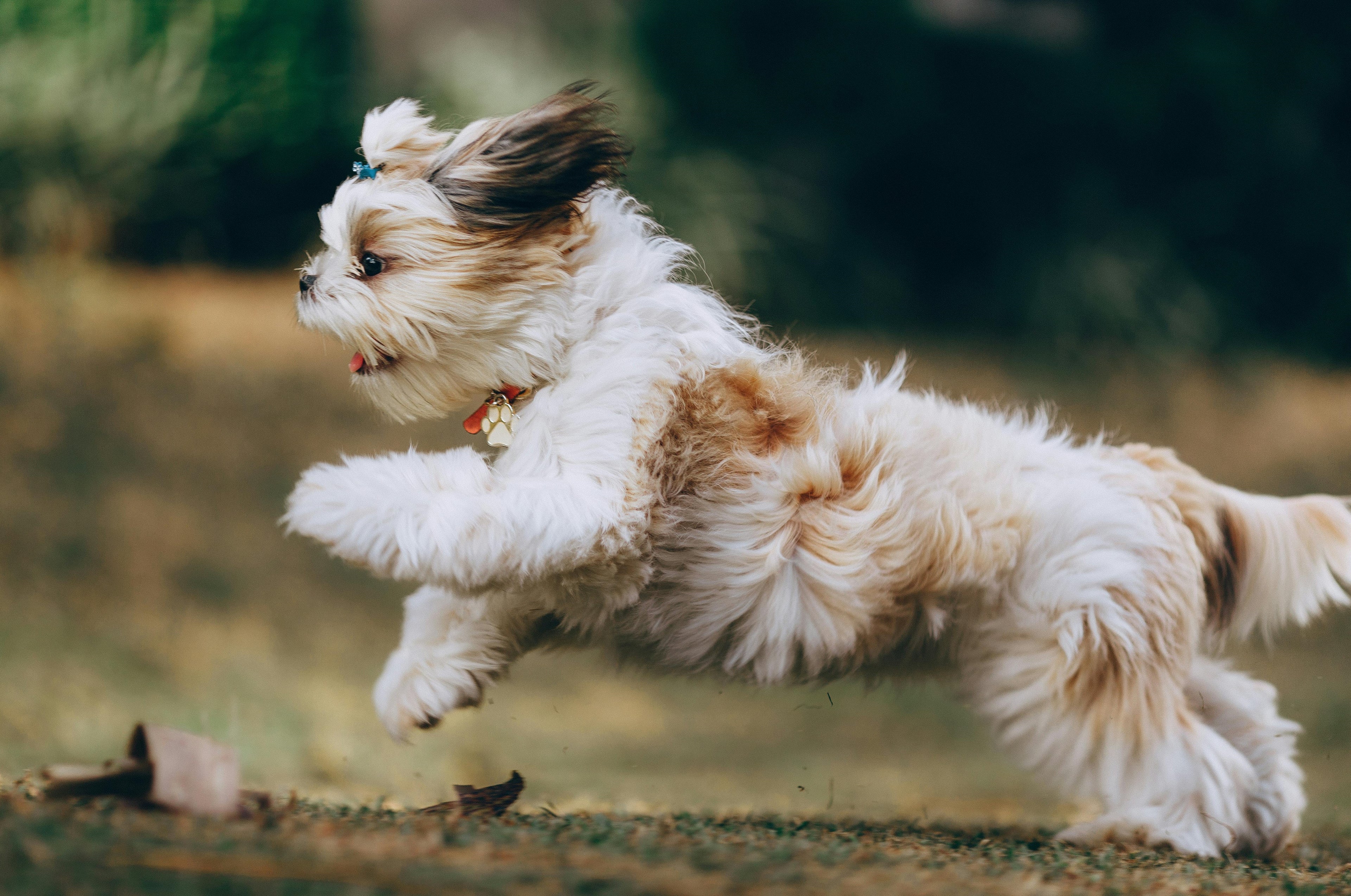 Hoe kies je het juiste hondenspeelgoed voor jouw hond?