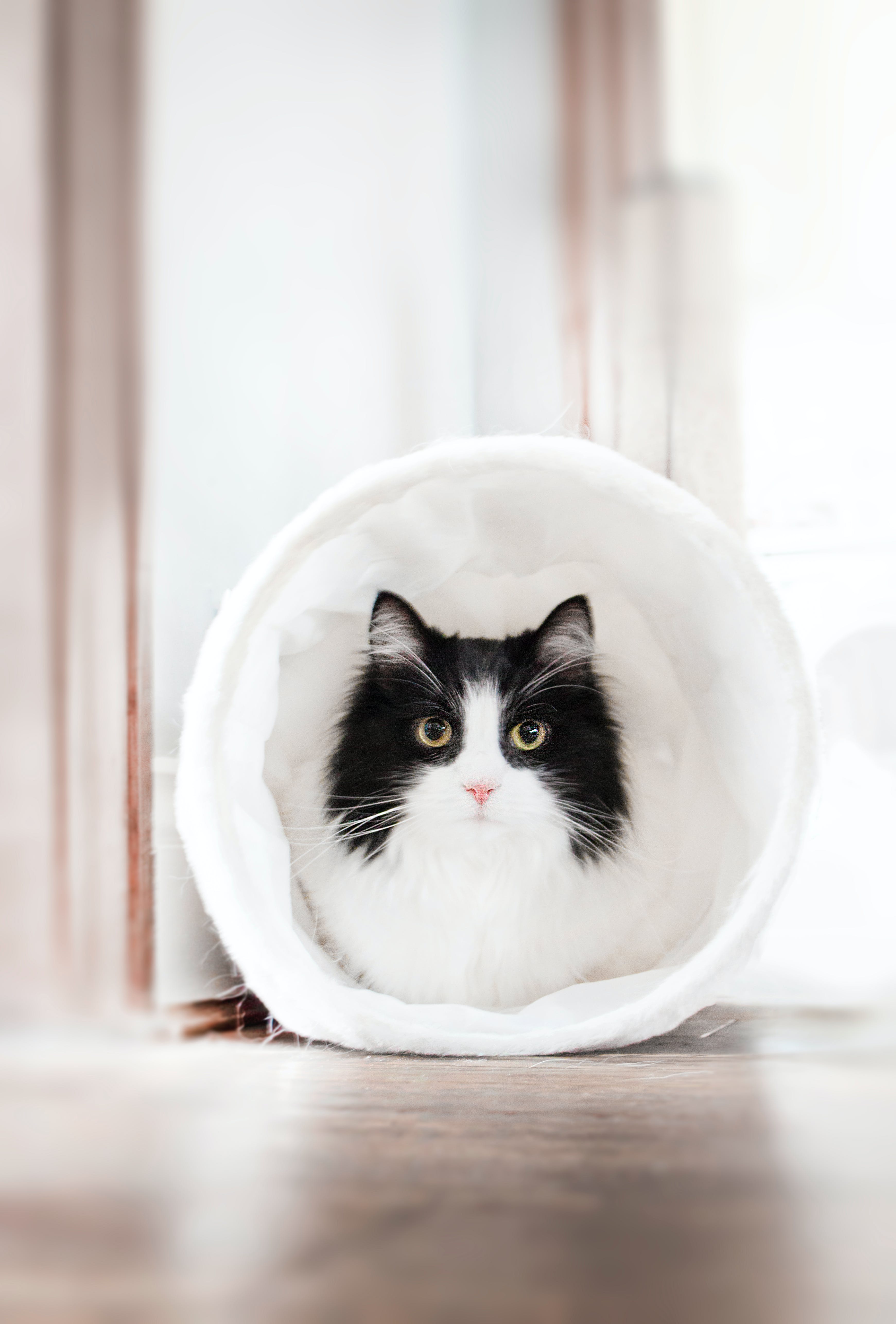 3 Fascinerende Kattenweetjes die je Moet Weten!