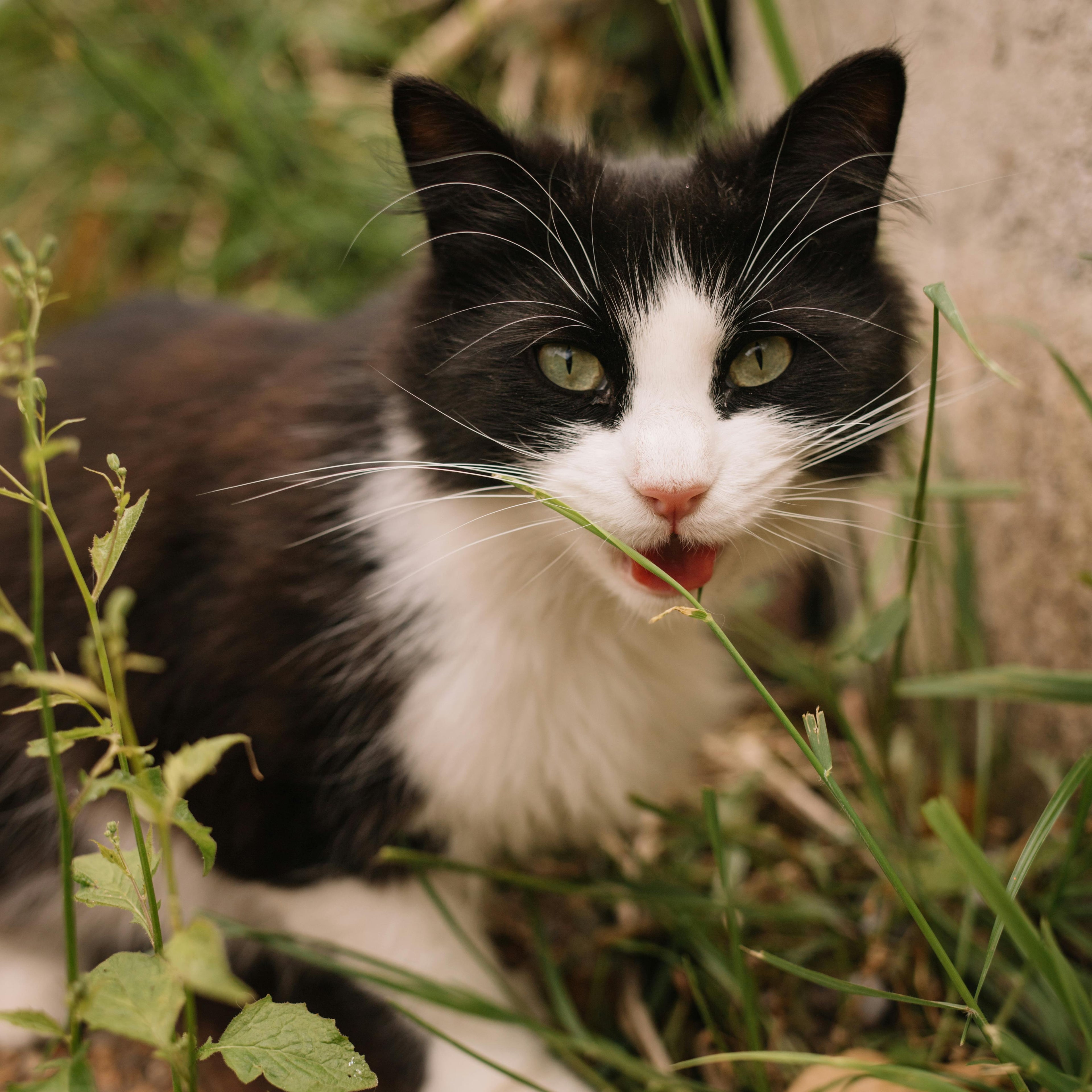 Lenteplezier voor je Kat: 3  Voorjaarsactiviteiten voor je Kat