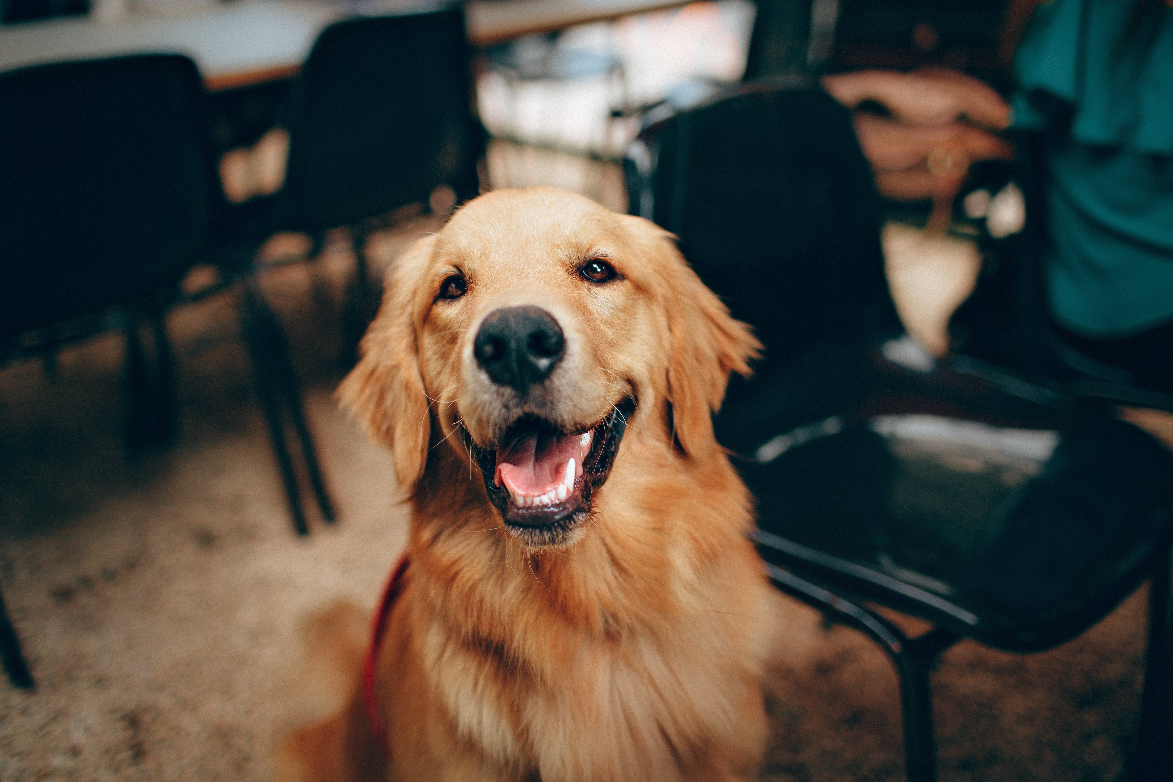 3 Redenen Om Een Hond In Je Leven Te Nemen!