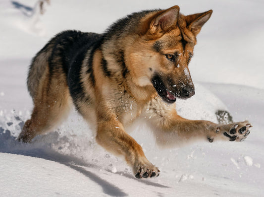 Zorgen voor je hond of kat tijdens de wintermaanden